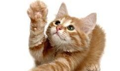 张猫猫爆料视频,幕后真相大曝光！